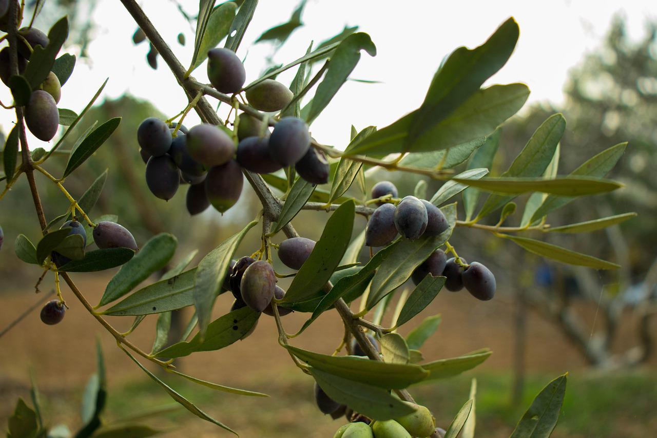 olive, fruit, tree-5388757.jpg